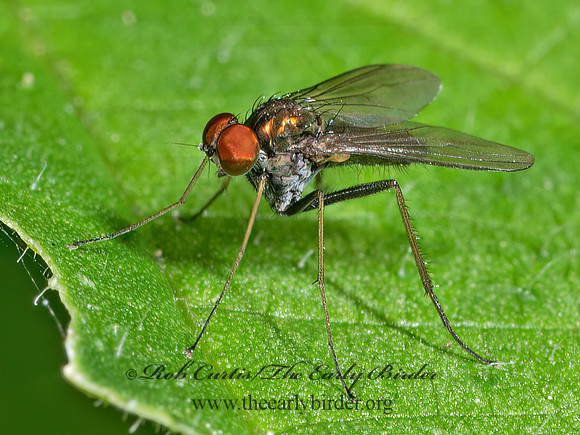 Chrysotus spectabilis LONGLEGGED FLY 9090353z