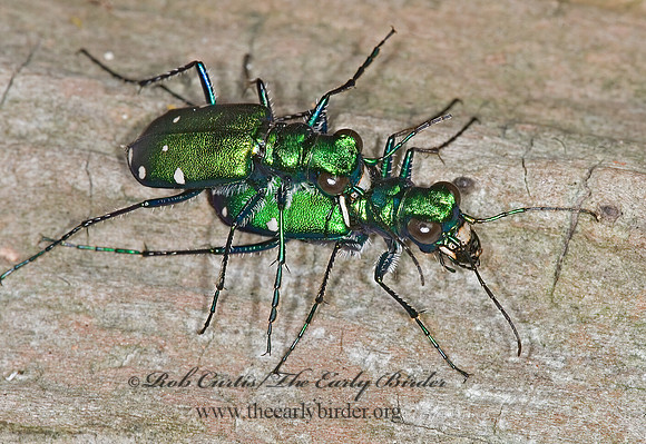 Cicindela sexguttata 6007202z