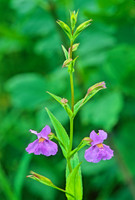 Mimulus ringens  SQUARE-STEMMED MONKEYFLOWER 207810z