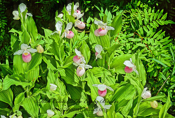 Cypripedium reginae  SHOWY LADY'S SLIPPER 95533z