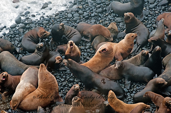 Zalophus californianus  CALIFORNIA SEA LION 8019757z
