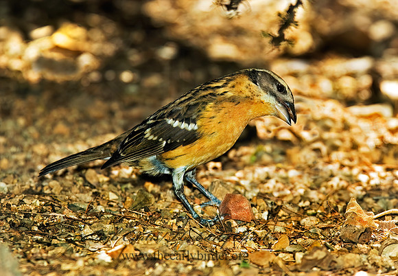 Pheucticus melanocephalus  BLACK HEADED GROSBEAK 5005493z