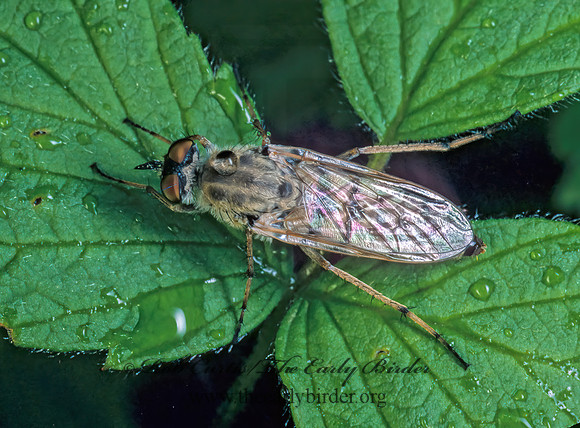 Spiriverpa candidata  STILETTO FLY 176712z