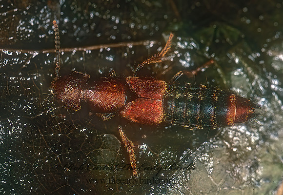 Platydracus cinnamopterus 265537z