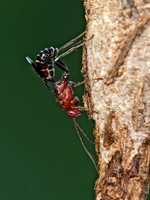 Chirotica PHYGADEUONTINI ICHNEUMON 9049627z