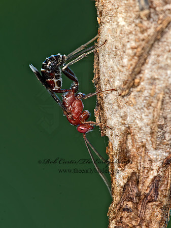 Chirotica  PHYGADEUONTINI ICHNEUMON 9049627z