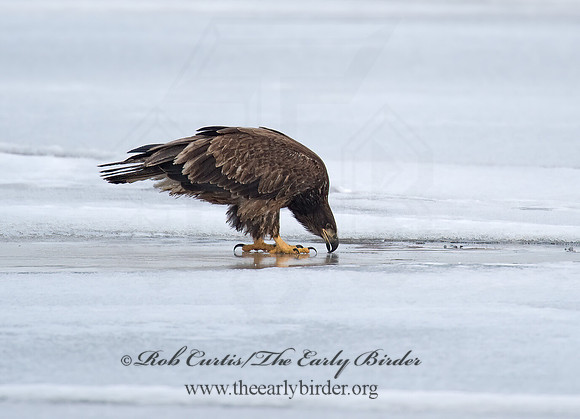 Haliaeetus leucocephalus  BALD EAGLE 8000558z