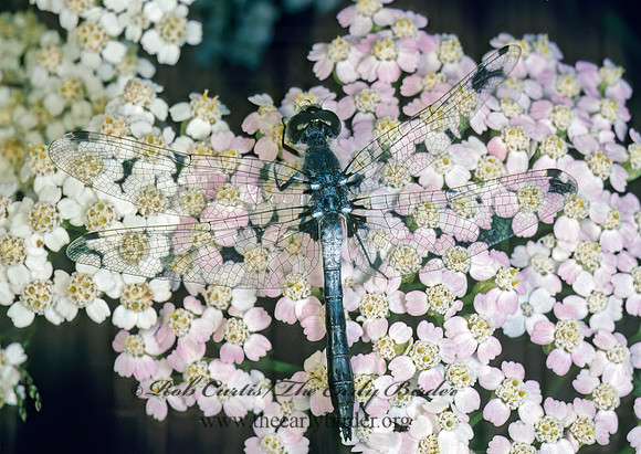 Leucorhina frigida 177928 Mz