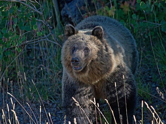 Ursus arctos horribilis  GRIZZLY BEAR 6036882z