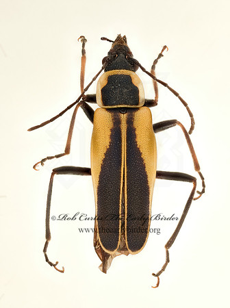 Chauliognathus opacus  SOLDIER BEETLE 9020640z