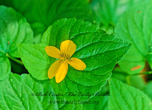 Viola pubescens eriocarpa  SMOOTH YELLOW VIOLET 125609~z