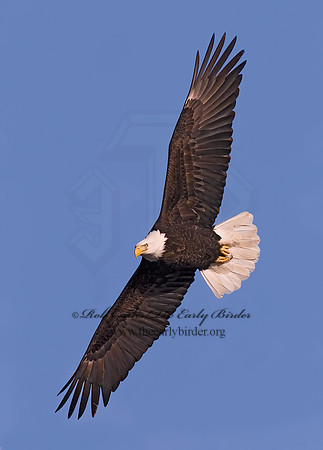 Haliaeetus leucocephalus  BALD EAGLE 6020477z