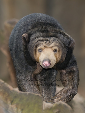 Helarctos malayanus  MALAYAN SUN BEAR  6018455z