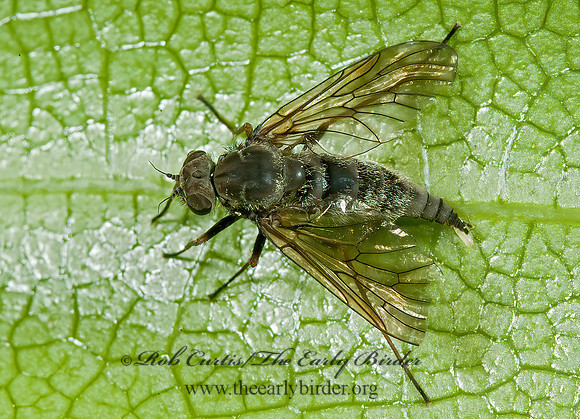 Chrysopilus fasciatus BANDED SNIPE FLY 5007750z