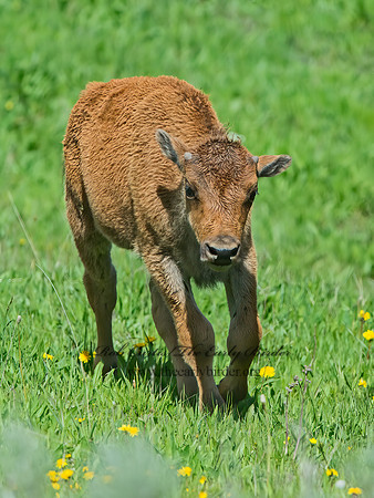 Bison bison  AMERICAN BISON 9061013z