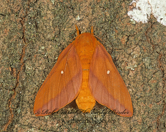 Anisota virginiensis  PIN STRIPED OAKWORM MOTH  261505z