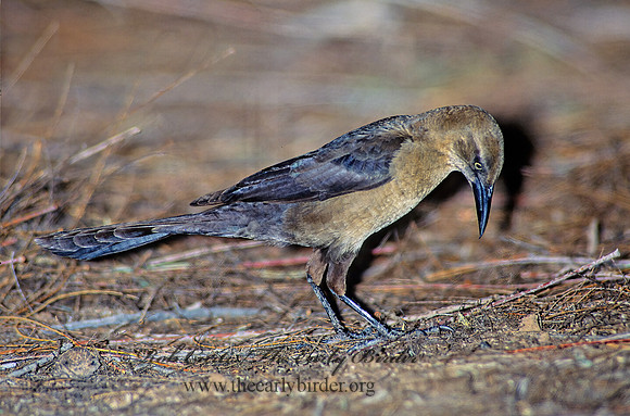Quiscalus mexicanus  GREAT-TAILED GRACKLE 122611z