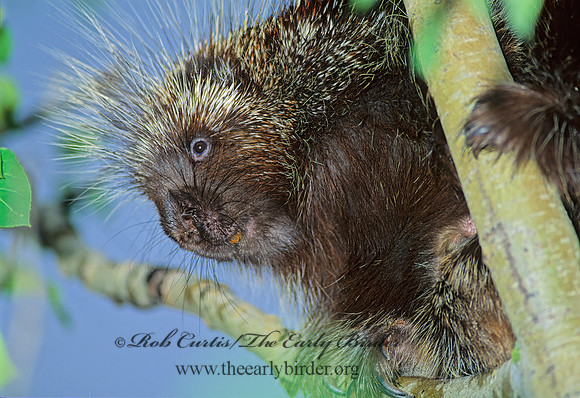 Erethizon dorsatum  NORTH AMERICAN PORCUPINE 60203z