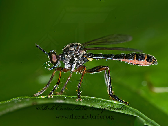 Dioctria hyalipennis  STICHOPOGONINAE ROBBER FLY 6007634z