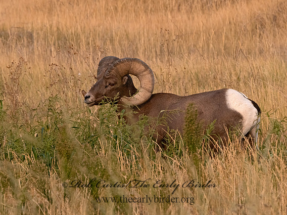 Ovis canadensis  BIGHORN SHEEP 6036656z