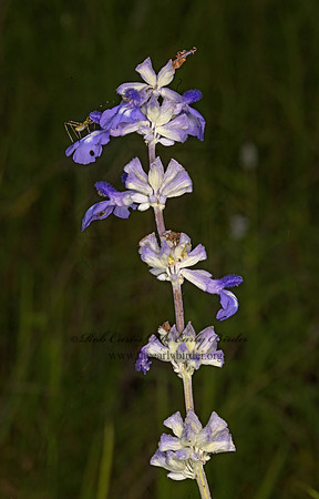 Salvia farinacea  MEALY BLUE SAGE 3035729z