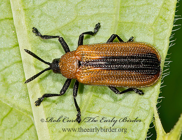 Odontota dorsalis  LOCUST LEAF MINER 9031940z