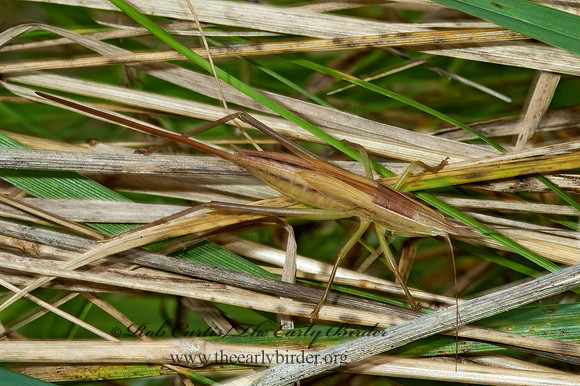 Neoconocephalus nebrascensis 5001255z