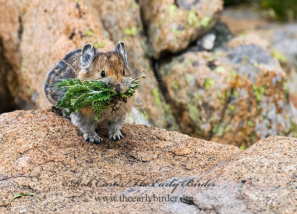 Ochotona princeps  AMERICAN PIKA 7010517z