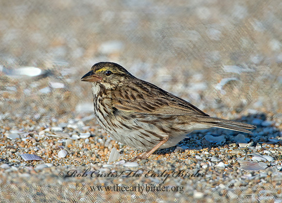 Passerculus sandwichensis  SAVANNAH SPARROW 9057608z