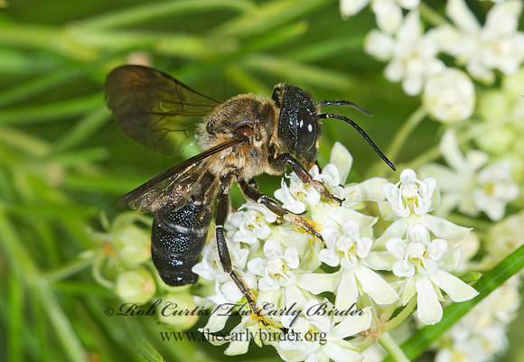 Megachile sculpturalis 7011779z