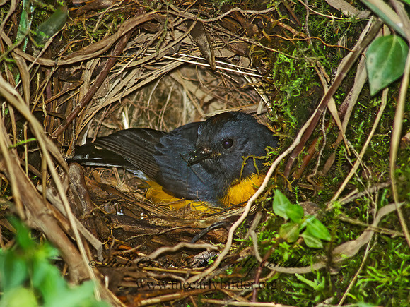 Myioborus miniatus  SLATE-THROATED REDSTART 209327z