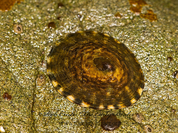 LIMPET 9059356z