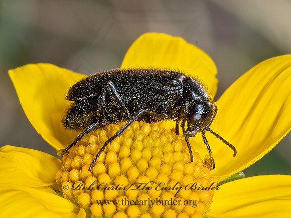Epicauta puncticollis  PUNCTATE BLISTER BEETLE 3024499z