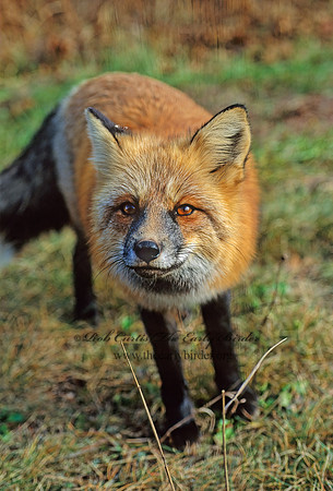 Vulpes vulpes  RED FOX 62326z