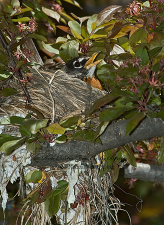 Turdus migratorius  AMERICAN ROBIN 5007305z