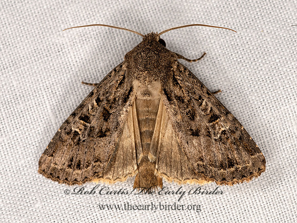 Noctuidae OWLET MOTH  Noctuidae OWLET MOTH  3023633z