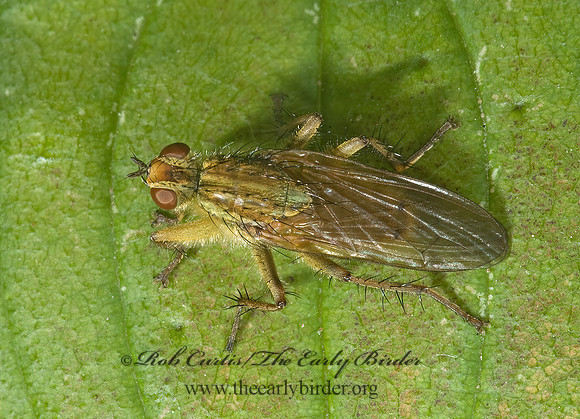 Scathophaga stercoraria  GOLDEN DUNG FLY 5000814z