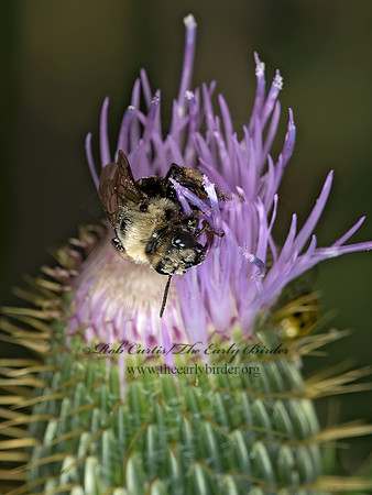 Melissodes desponsus  THISTLE LONG-HORNED BEE 9052633z