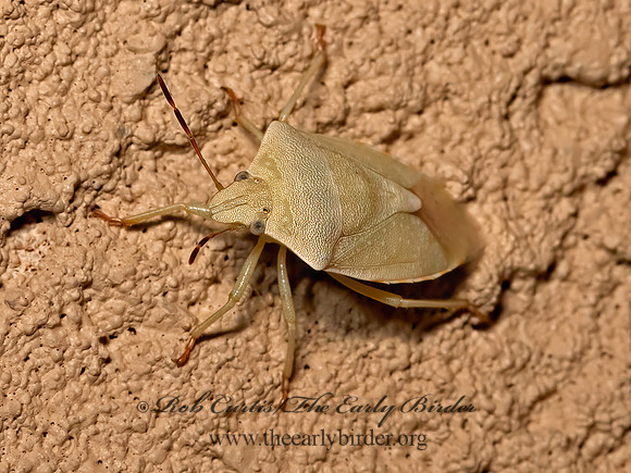 Thyanta custator  RED-SHOULDERED STINKBUG 3023164z