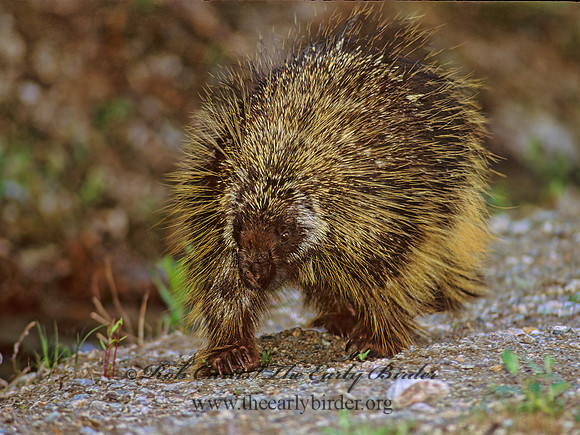 Erethizon dorsatum  NORTH AMERICAN PORCUPINE 241520z