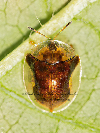Deloyala guttata  MOTTLED TORTOISE BEETLE 9048535z