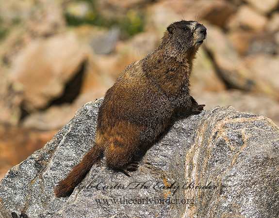 Marmota flaviventris  YELLOW-BELLIED MARMOT 6027354z