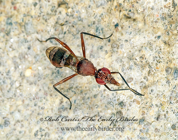 Plocoscelus  STILT-LEGGED FLY 194419 z