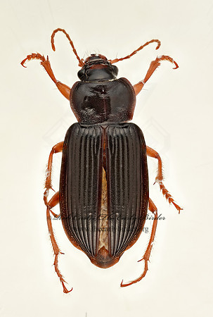 Anisodactylus verticalis 9020263z