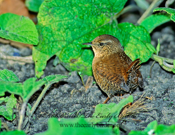Troglodytes hiemalis  WINTER WREN 80326 z