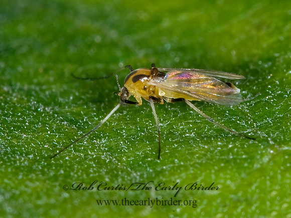 Cricotopus  NON-BITING MIDGE 6015754z