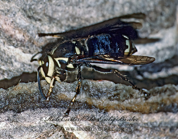Dolichovespula maculata  BALD-FACED HORNET  23403z