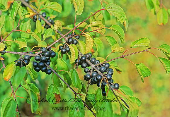 Rhamnus cathartica  COMMON BUCKTHORN 81506z