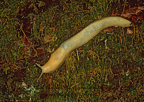 Ariolimax columbianus BANANA SLUG 151501z