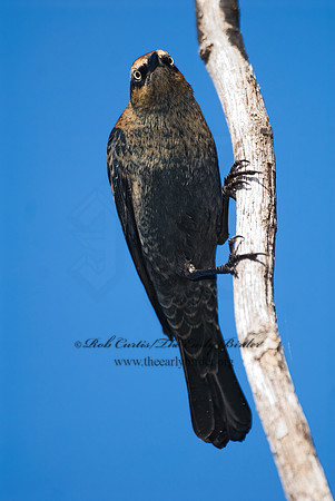 Euphagus carolinus  RUSTY BLACKBIRD 7012659z